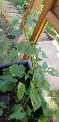 Solanum dulcamara