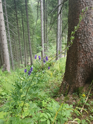 Aconitum napellus