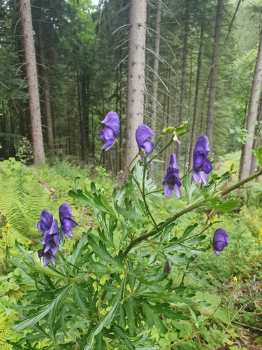Aconitum napellus