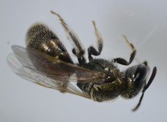 Lasioglossum incompletum