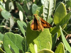 Hylephila phyleus