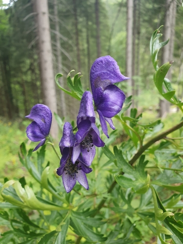 Aconitum napellus