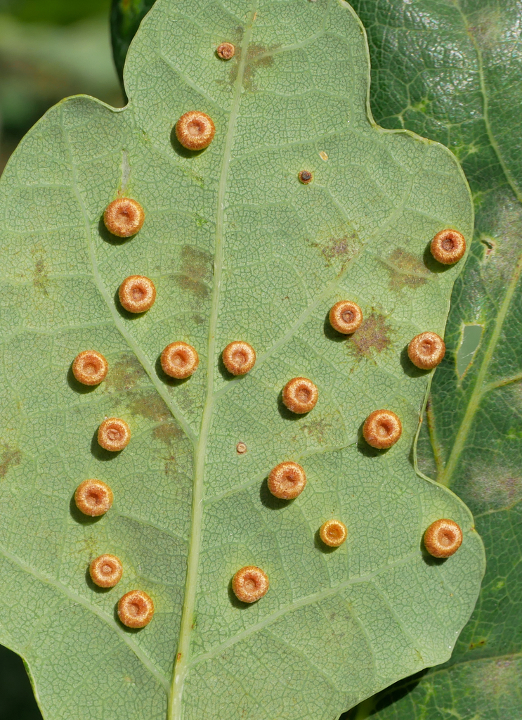 Neuroterus