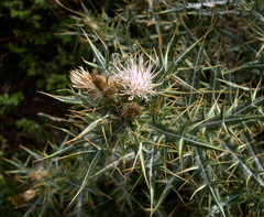 Lamyropsis microcephala