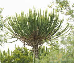 Euphorbia confinalis, photograph (c) Rosario Douglas, some rights reserved (CC BY)