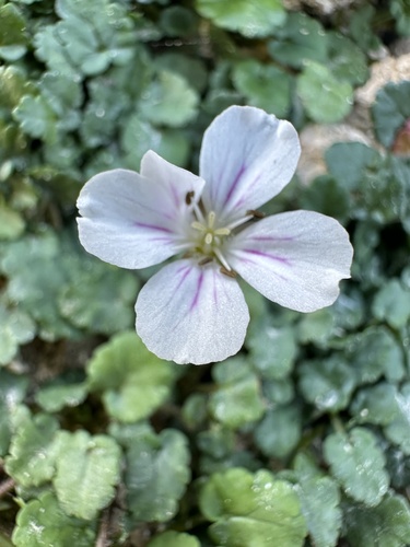 Alpine-geranium (Erodium reichardii)