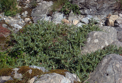 Lamyropsis microcephala