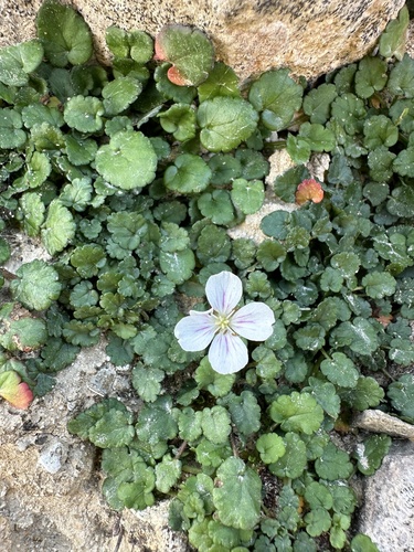 Erodium reichardii, photograph 5