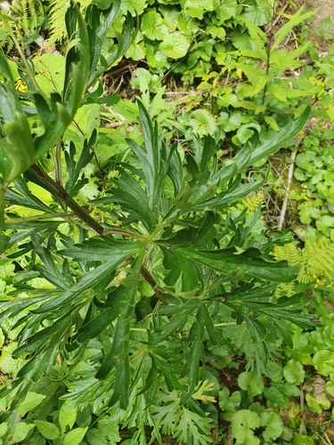 Aconitum napellus