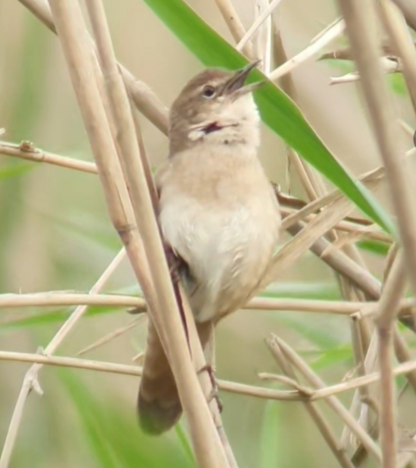 Savi's Warbler (Locustella luscinioides)