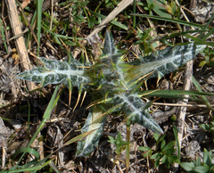 Lamyropsis microcephala