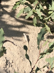 Sceloporus arenicolus