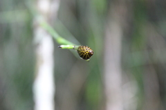 Equisetum myriochaetum