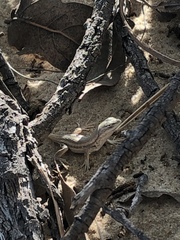 Sceloporus arenicolus