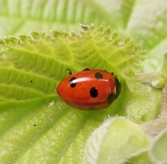 Coccinella septempunctata