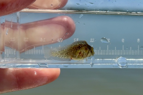 Highfin blenny (Lupinoblennius nicholsi) — Blenniidae — 3