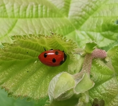 Coccinella septempunctata