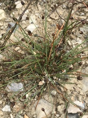 Eleocharis geniculata
