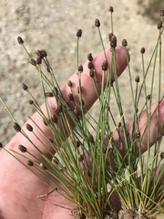 Eleocharis geniculata