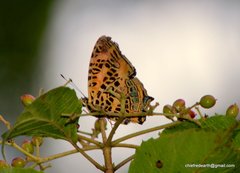 Symbrenthia niphanda