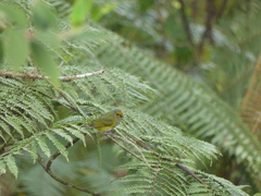Euphonia xanthogaster