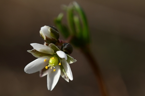 Spergula pentandra