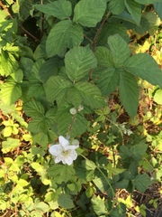 Rubus