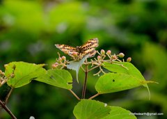 Symbrenthia niphanda