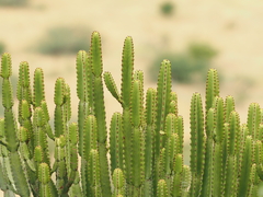 Euphorbia confinalis, photograph (c) Rosario Douglas, some rights reserved (CC BY)