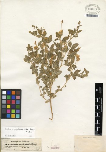 Crotalaria senegalensis