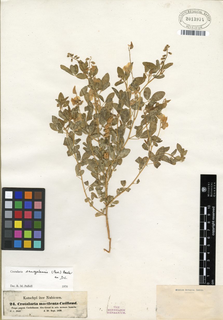Crotalaria senegalensis