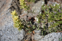 Castilleja applegatei breweri