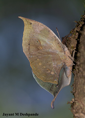 Kallima horsfieldii