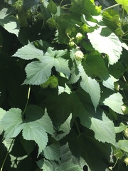 Humulus