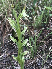 Habenaria quinqueseta