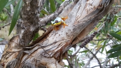 Heterixalus madagascariensis