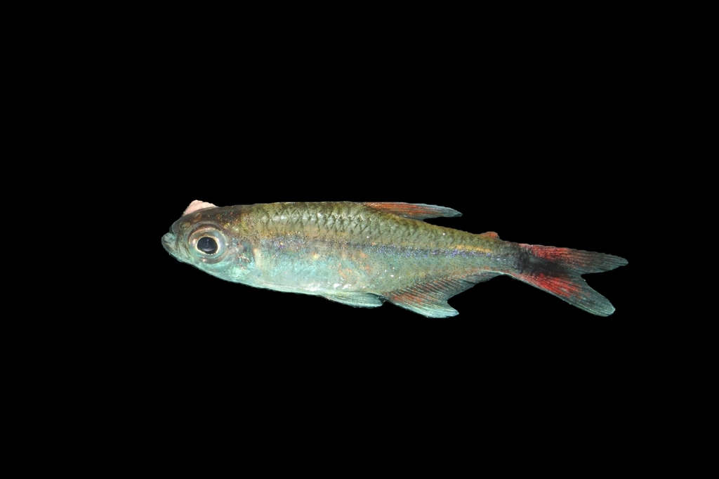 Hemigrammus parana
