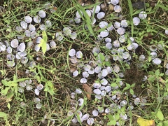 Corbicula fluminea