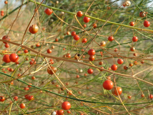 Vaistinis Smidras nuotrauka