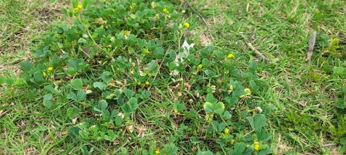 Medicago polymorpha, 2025-04-15