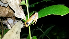 Boophis pyrrhus