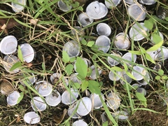 Corbicula fluminea