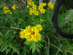 Pentanema helveticum