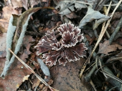 Thelephora caryophyllea