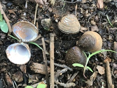 Corbicula fluminea