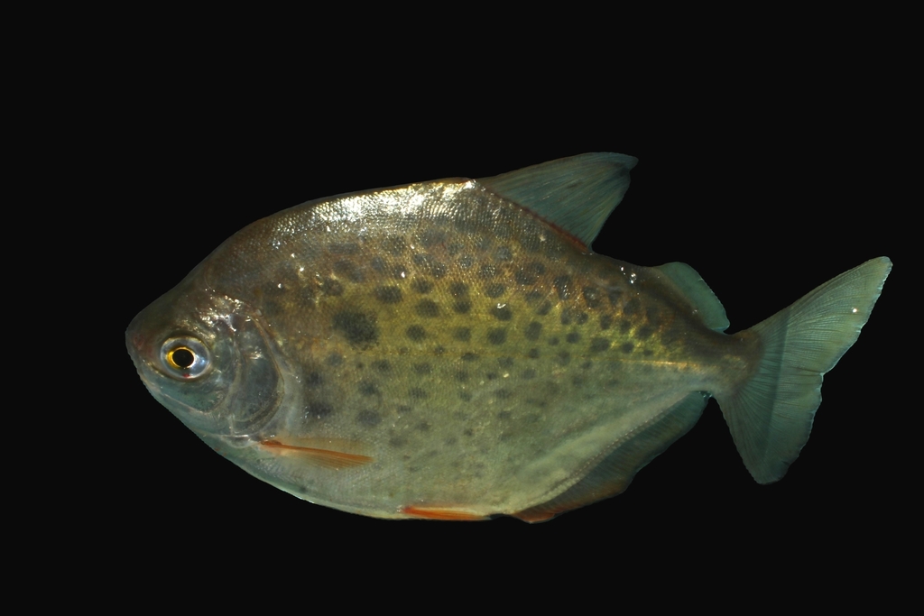 Spotted silver dollar (Metynnis lippincottianus) — Serrasalmidae