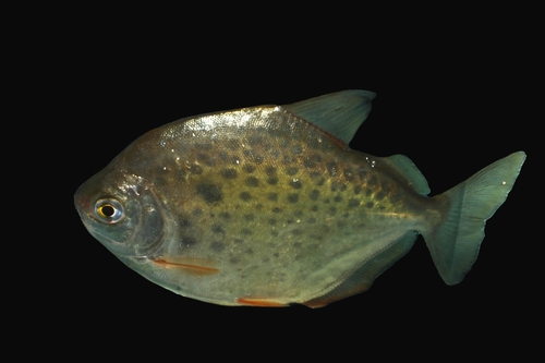 Spotted silver dollar (Metynnis lippincottianus) — Serrasalmidae