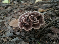 Thelephora caryophyllea
