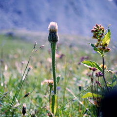 Hypochaeris uniflora