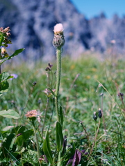 Hypochaeris uniflora